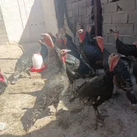 بوقلمو و تخم بوقلمو|حیوانات مزرعه|قرچک, قشلاق جیتو|دیوار