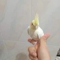 عروس هلندی بالغ|پرنده|فولادشهر, B2|دیوار