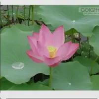 نیلوفر آبی زیبا
