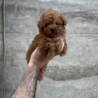 توی و تاینی پودل|سگ|تهران, زعفرانیه|دیوار