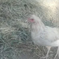 سه خروس وطنی چاق چله دو رگه