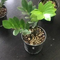 گل زاموفیلیا ابلق به قیمت بلک در هر سایزی