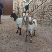 بزغاله ماده