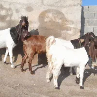 سه پتیری. خالص با یک کامور زرد. همه آبستن با ضمانت|حیوانات مزرعه|تایباد, |دیوار