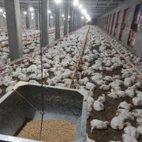 62000متر مرغداری دامداری + آب،برق،گاز،فاز توسعه|فروش زمین و ملک کلنگی|اصفهان, مسجد مصلی|دیوار