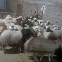 بره نر|حیوانات مزرعه|زاغه, |دیوار