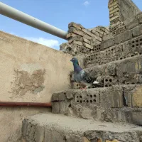 کفتر صید سبز المانی