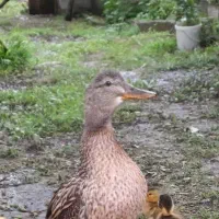 یک اردک دریایی گمشده