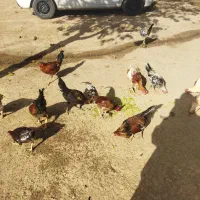 خروس محلی برافروش|حیوانات مزرعه|کوهدشت, |دیوار