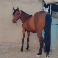 فروش اسب مادیان با کره