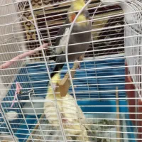 جفت عروس بایک جوجه،،معاوضه با قناری نرمست