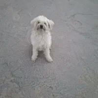 فروش سگ بامزه|سگ|اردکان, |دیوار