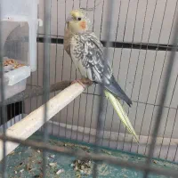 عروس هلندی زیبا|پرنده|قزوین, |دیوار