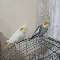 عروس هلندی نر و ماده