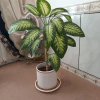 گل اپارتمانی|گل و گیاه طبیعی|کنگاور, |دیوار