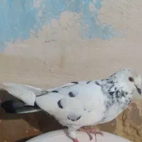 کبوترقشنگ|پرنده|خورموج, |دیوار