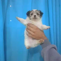 توله سایز ریز|سگ|بجنورد, |دیوار