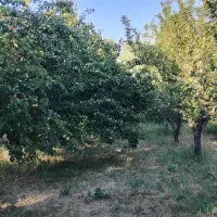 باغ زردآلو توافقی