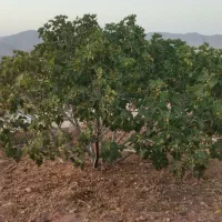 فروش یا معاوضه باغ انجیر