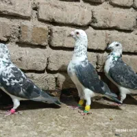 کبوتر