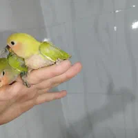 جوجه کوتوله|پرنده|زاهدان, |دیوار