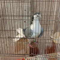 کبوتر دمگیر دستگردی|پرنده|اصفهان, پوریای ولی|دیوار