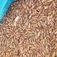 فروش بلوط|لوازم جانبی حیوانات|شیراز, گویم|دیوار