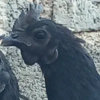 تخم مرغ ایام سمانی