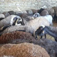 گوسفند شالی جوان ابستن شیشک ومیش|حیوانات مزرعه|هشتگرد, ینگی امام|دیوار
