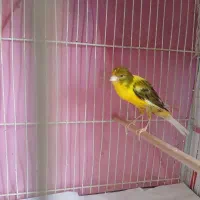 قناری نرسوپرکشیده بخون