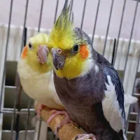 ۳ عروس هلندی درجه یک