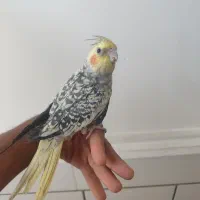 فروش عروس هلندی دستی نر|پرنده|داراب, |دیوار