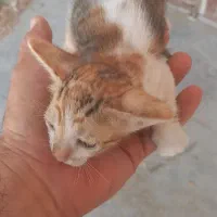 بچه گربه اهلی|گربه|بندر ماهشهر, |دیوار