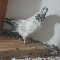 کبوتر|پرنده|ابهر, |دیوار