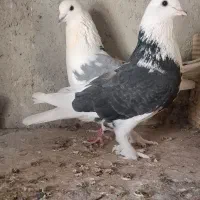 کبوتر پرشی|پرنده|شهریار, فرارت|دیوار