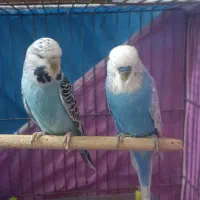 مرغ عشق جفت اینگلیسی سخنگو