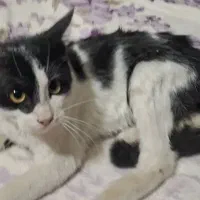 واگذاری گربه تاکسیدو (DSH)|گربه|اصفهان, لنبان|دیوار