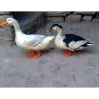 اردک