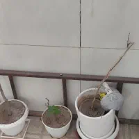 نردبام فلزی