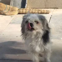 سگ پاپی|سگ|خمینی‌شهر, |دیوار