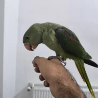 شاه طوطی|پرنده|زرند, |دیوار