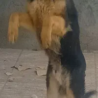 فروش سگ نر ژرمن ورک لاین