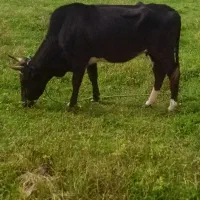 گاو محلی شکمدار