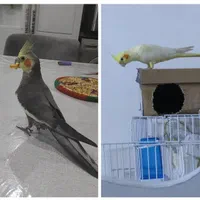 عروس هلندی گمشده