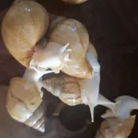 حلزون آچاتینا