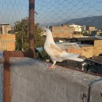 کبوتر دوبال