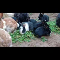 بچه خرگوش دو رَگه لوپ