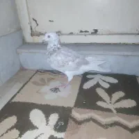 کبوتر پرشی|پرنده|چناران, |دیوار