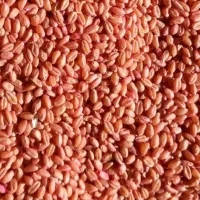 گندم پیشگام