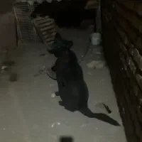 توله ۷ ماهه قهدریجانی|سگ|کاشان, شهرک خاتم الانبیا (مسکن ملی کاشان)|دیوار